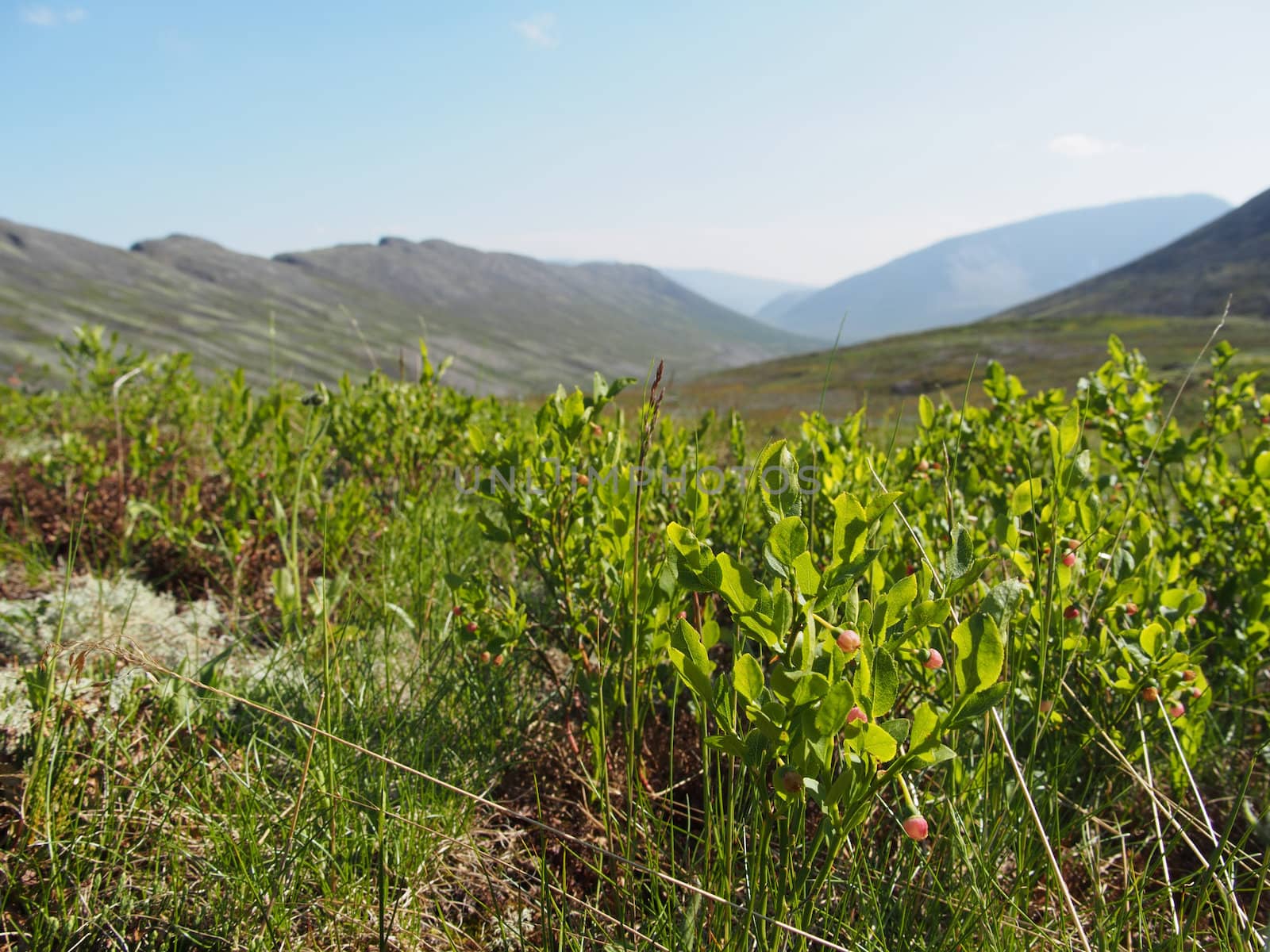 Plants in the mountains