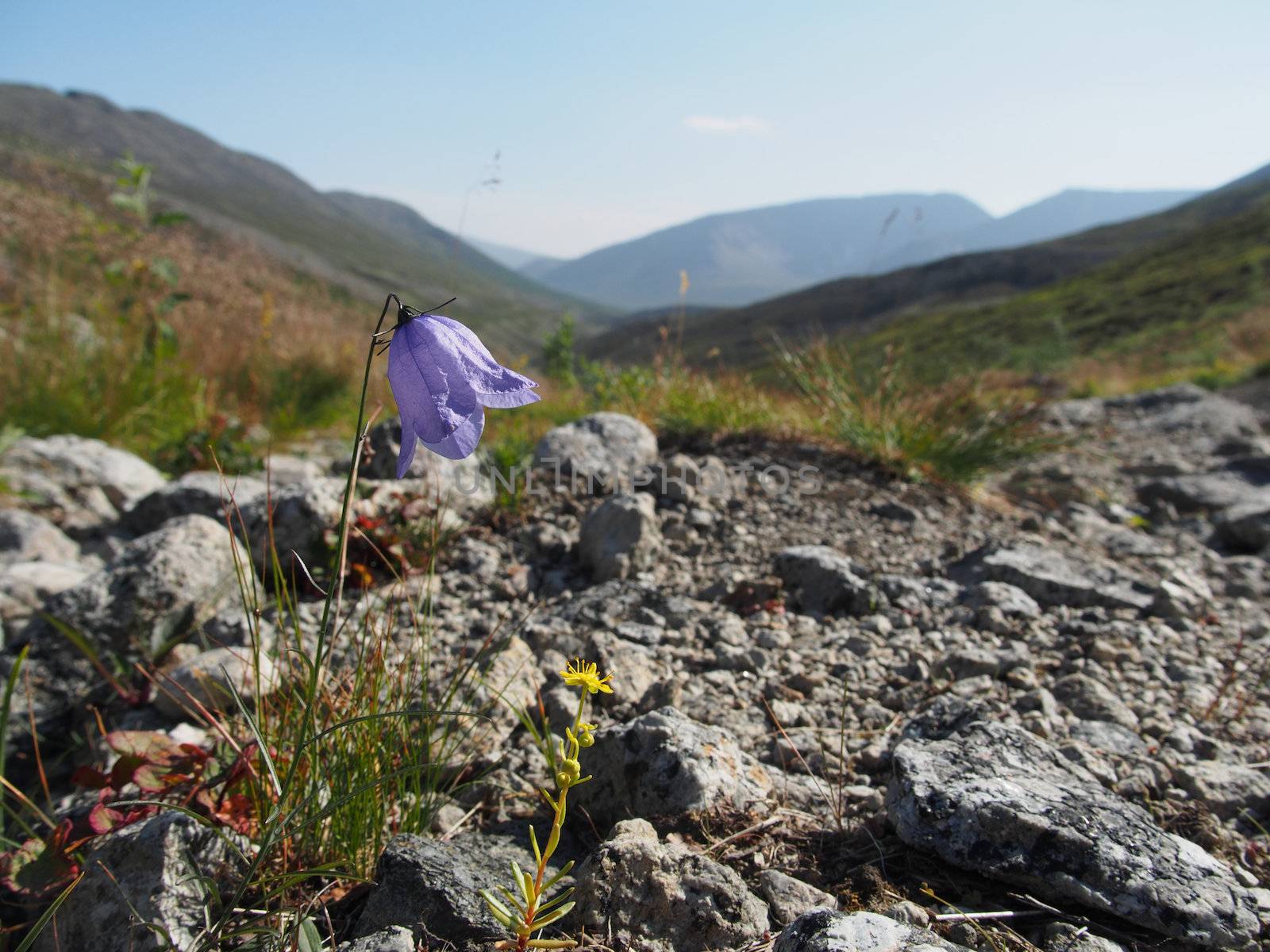 Bell flowers mountains