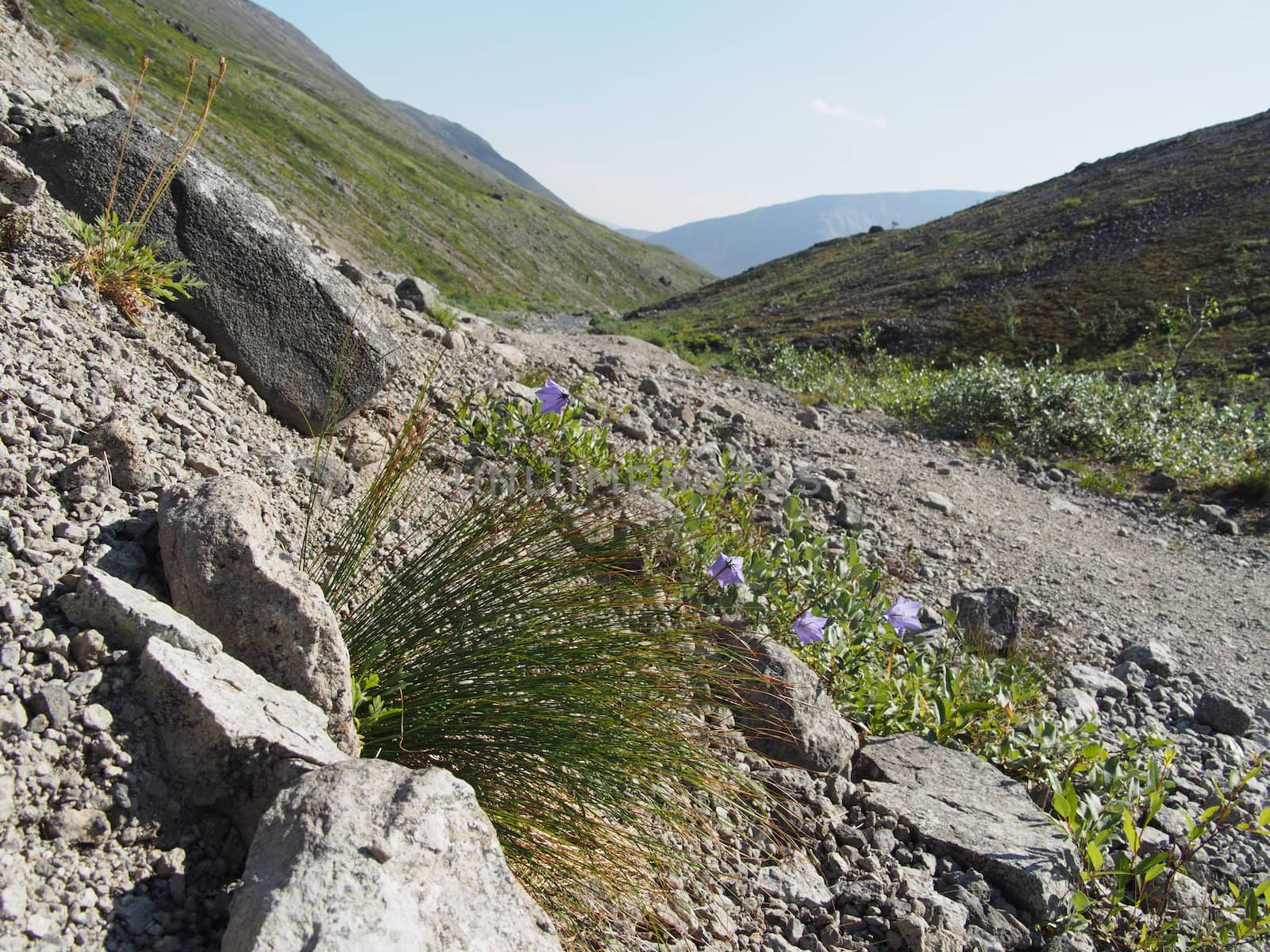 Bell flowers mountains