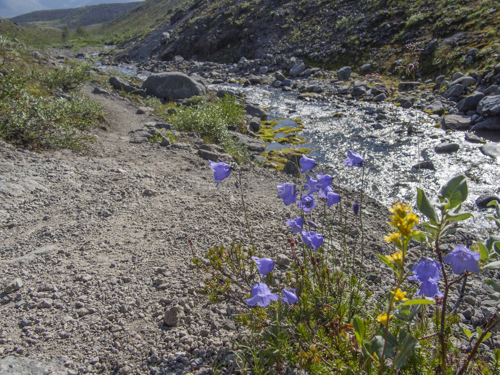 Flowers in the mountains