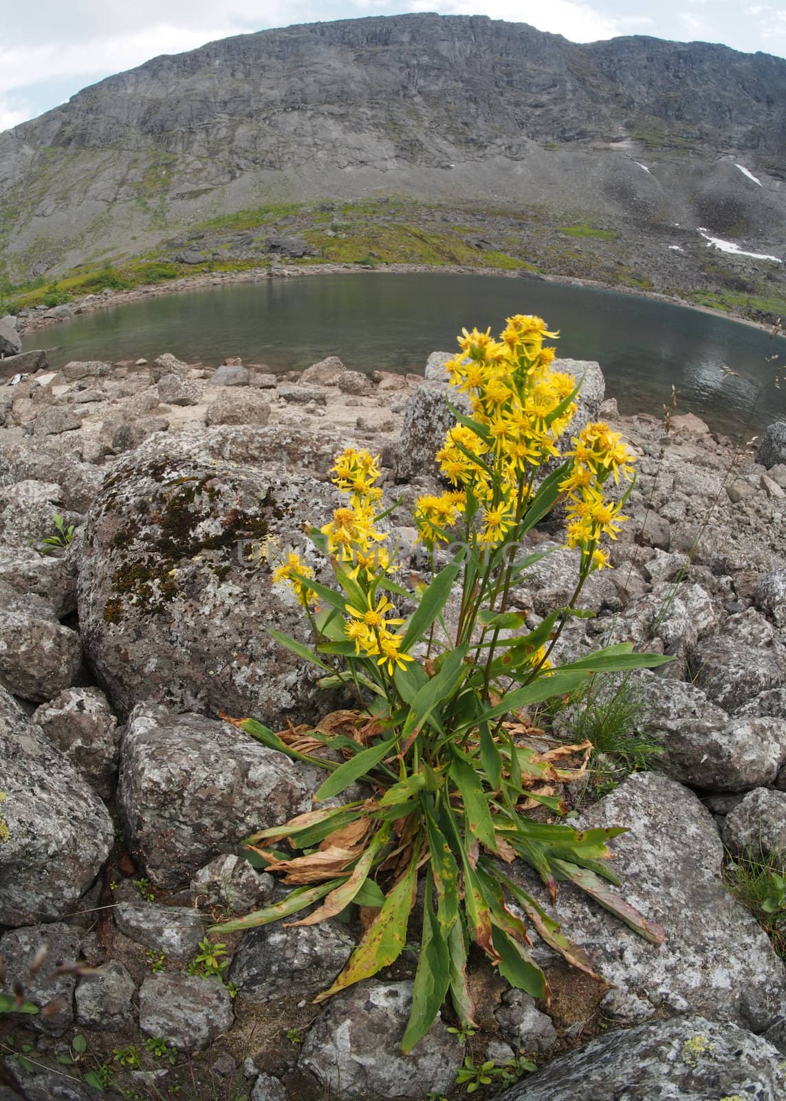 Goldenrod in the mountains