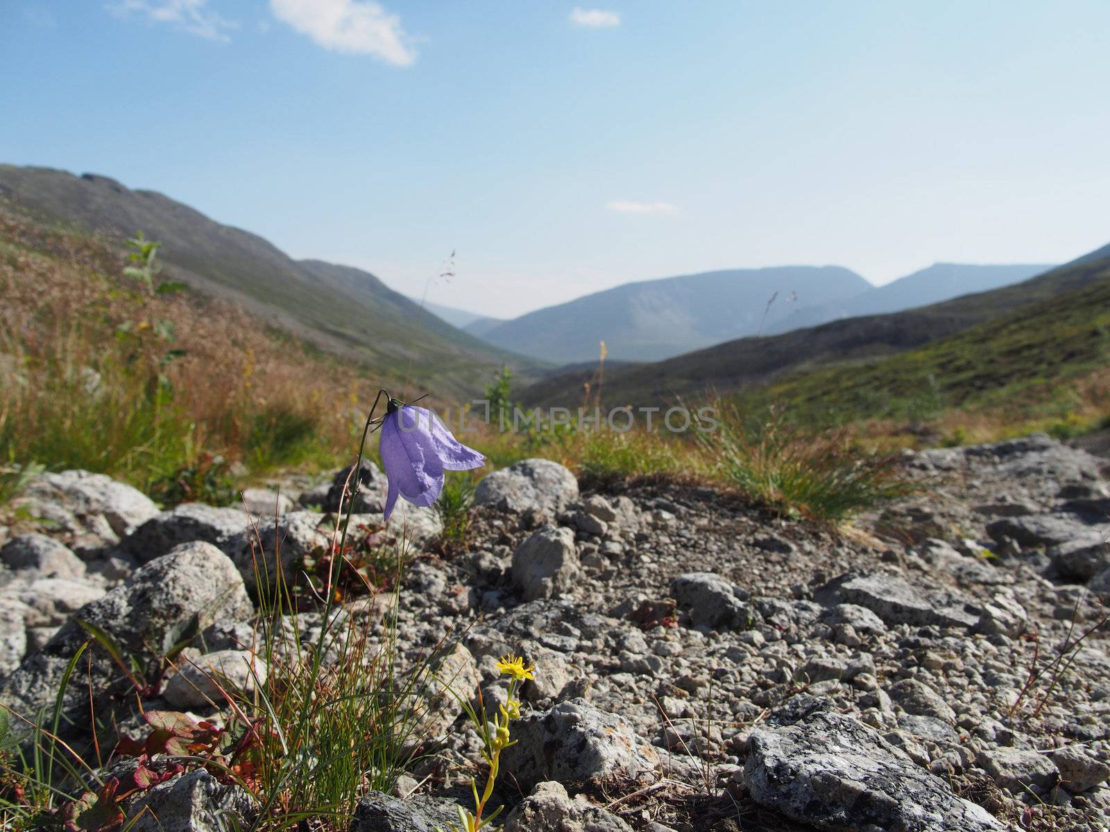 Flowers in the mountains