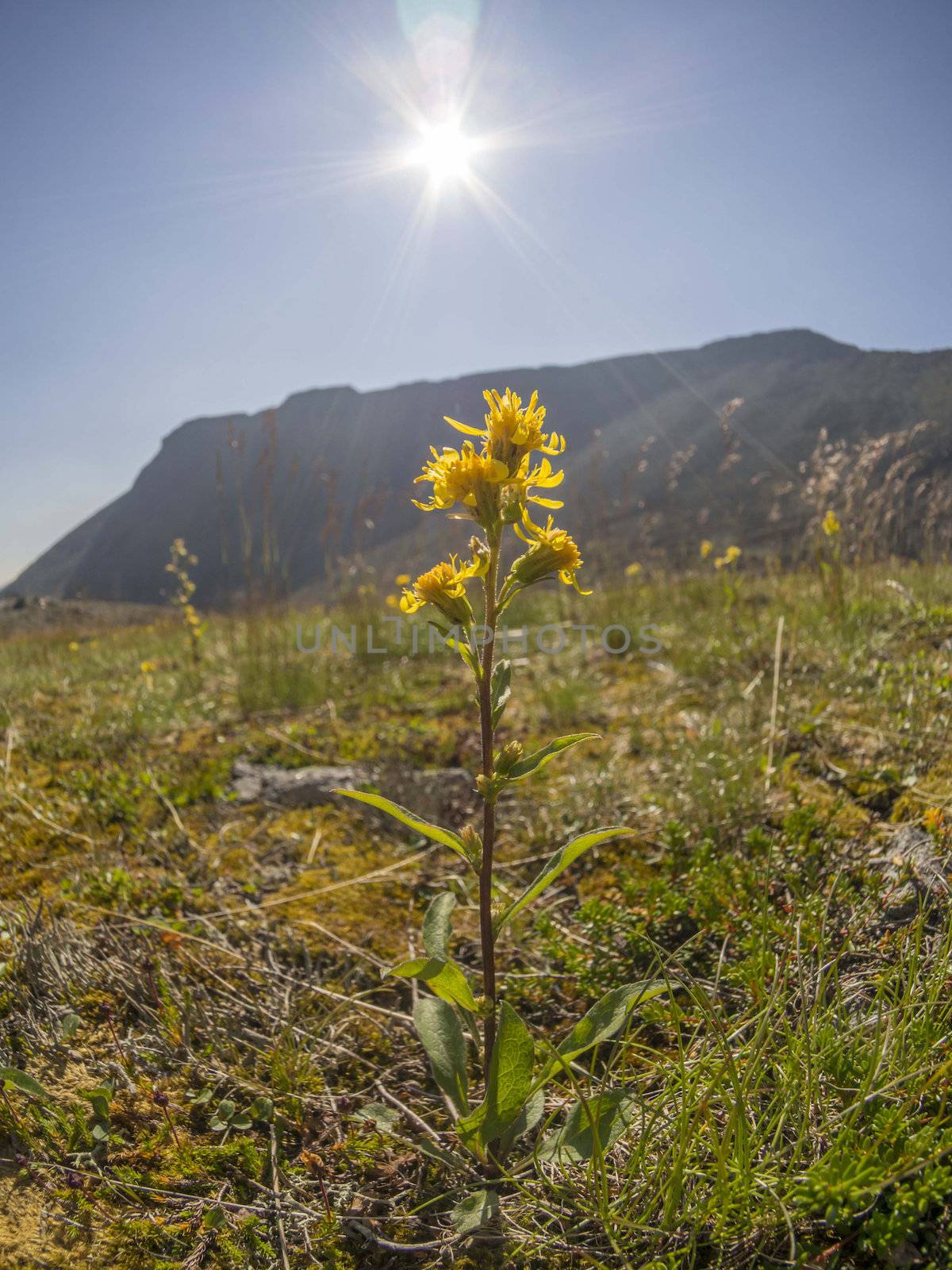 Flowers in the mountains
