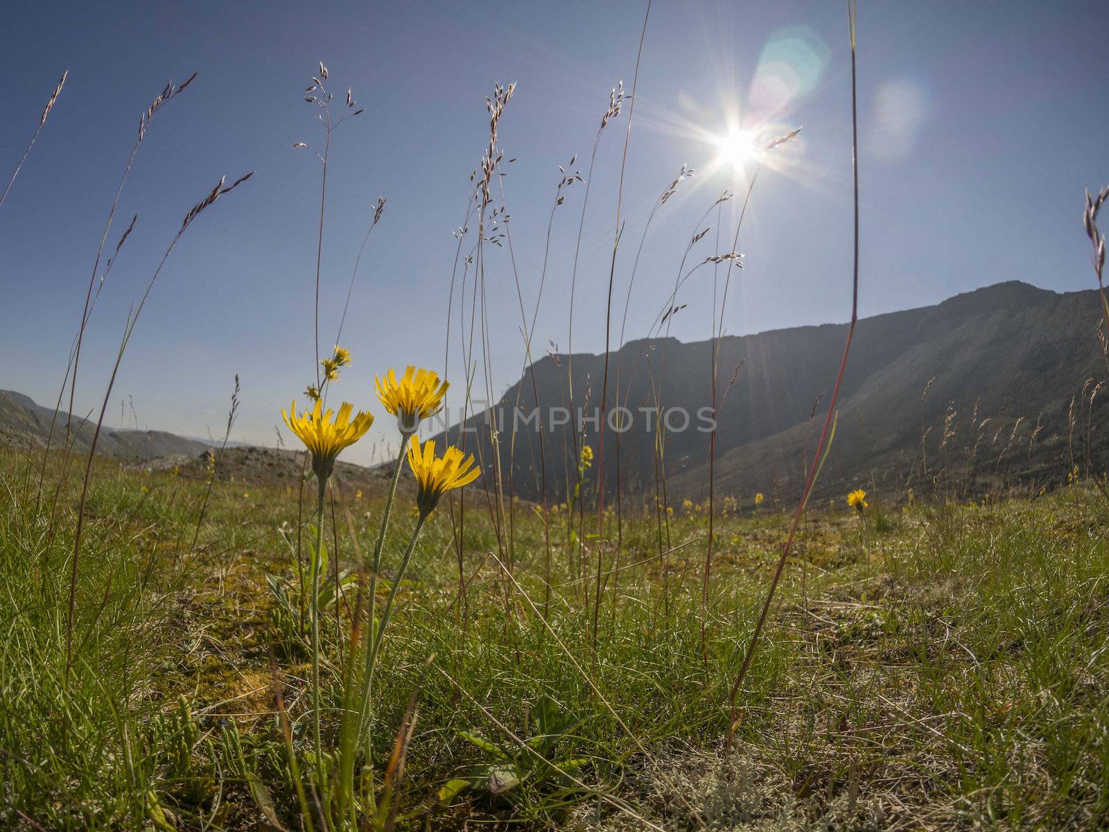 Flowers in the mountains