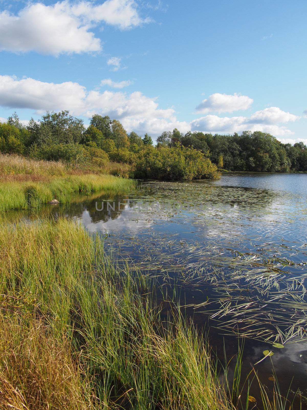 Lake in the summer