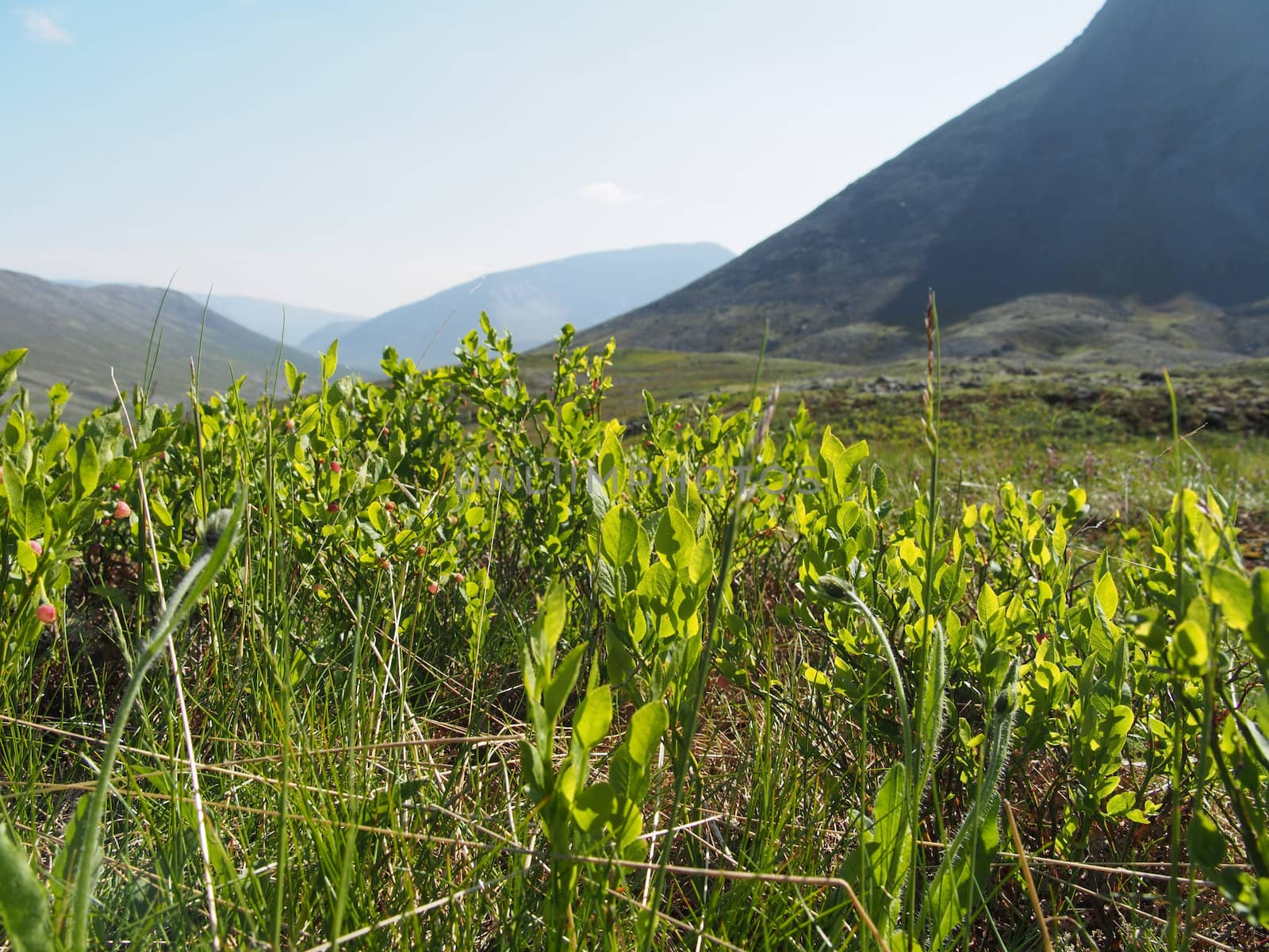 Plants in the mountains