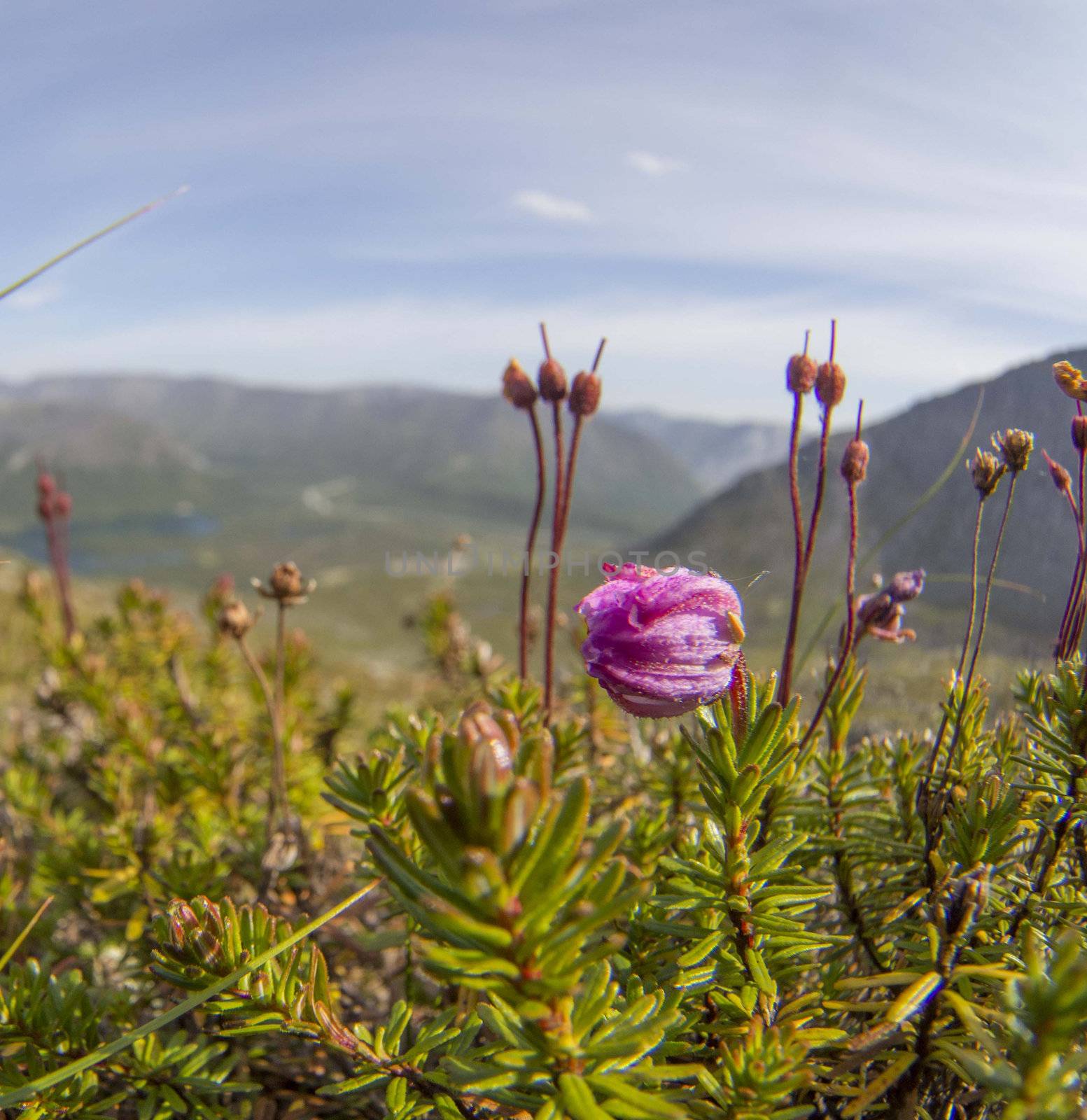 Flowers in the mountains