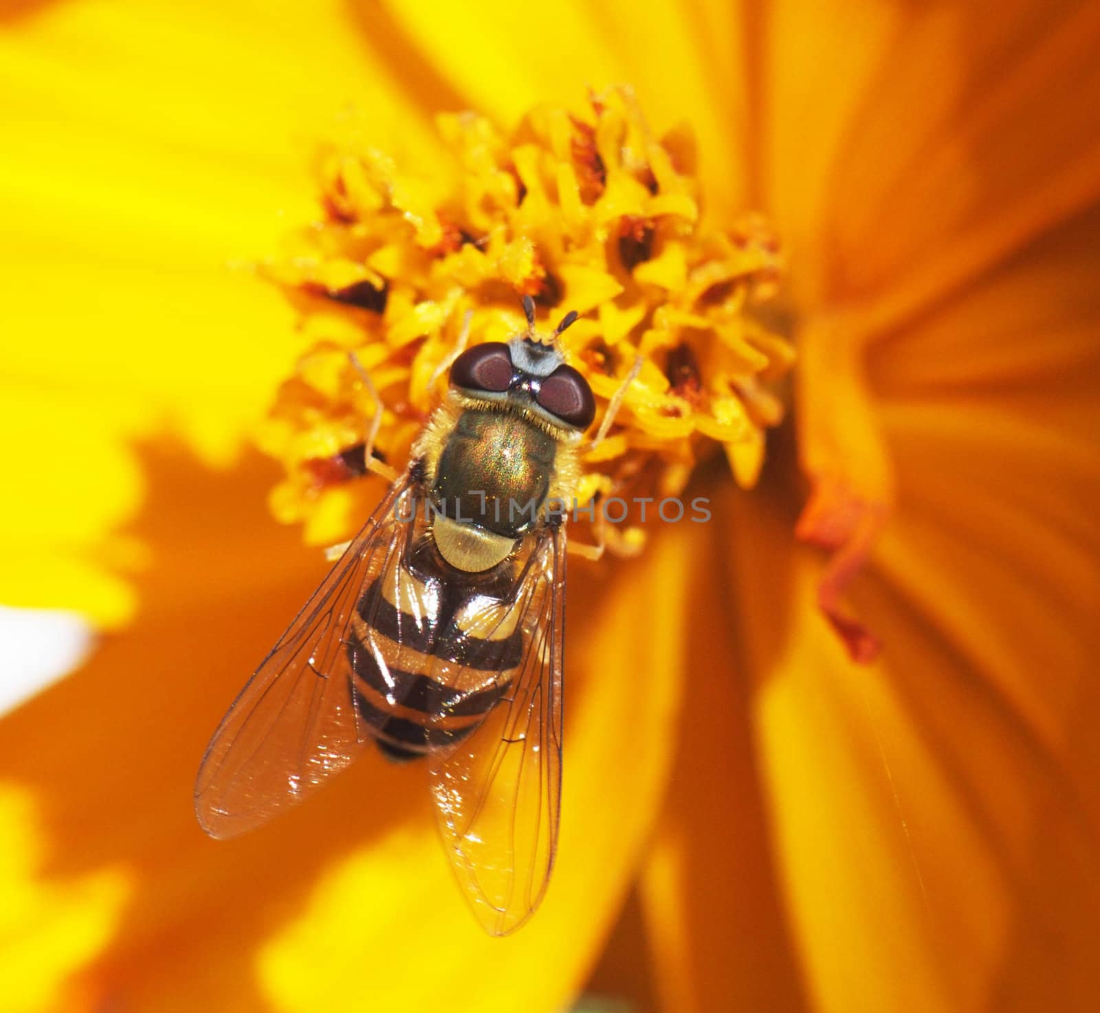 fly hoverfly on a flower