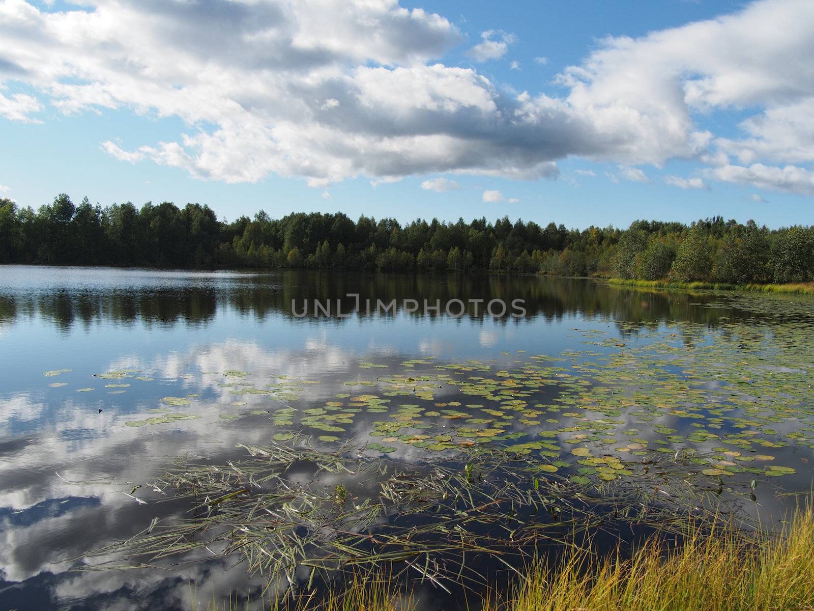 Lake in the summer