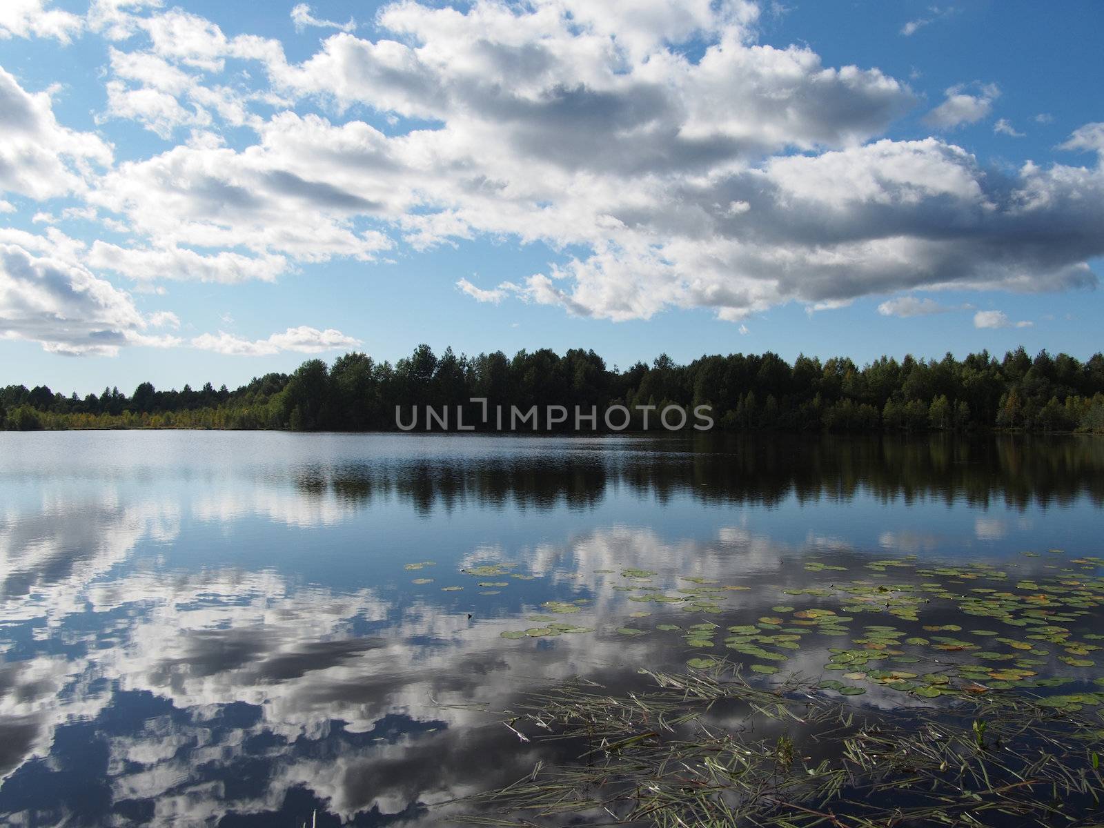 Lake in the summer