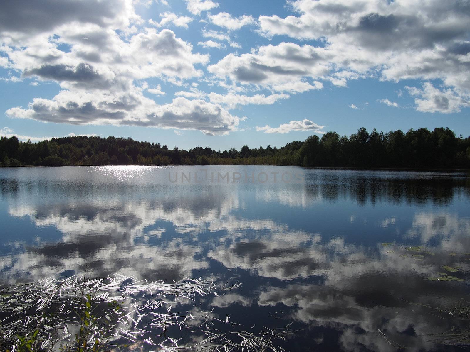 Lake in the summer