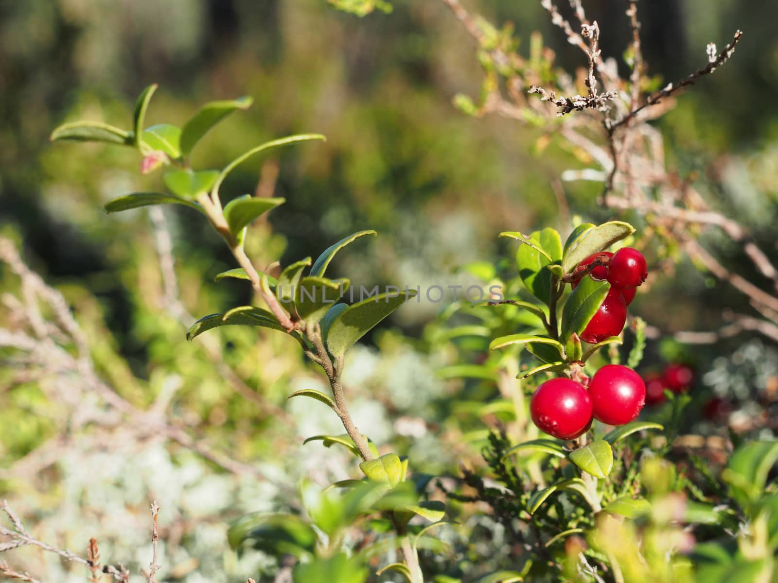 cranberries