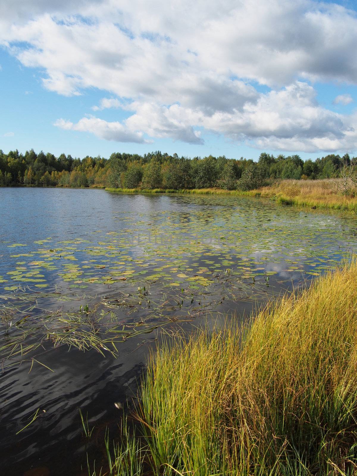 Lake in the summer