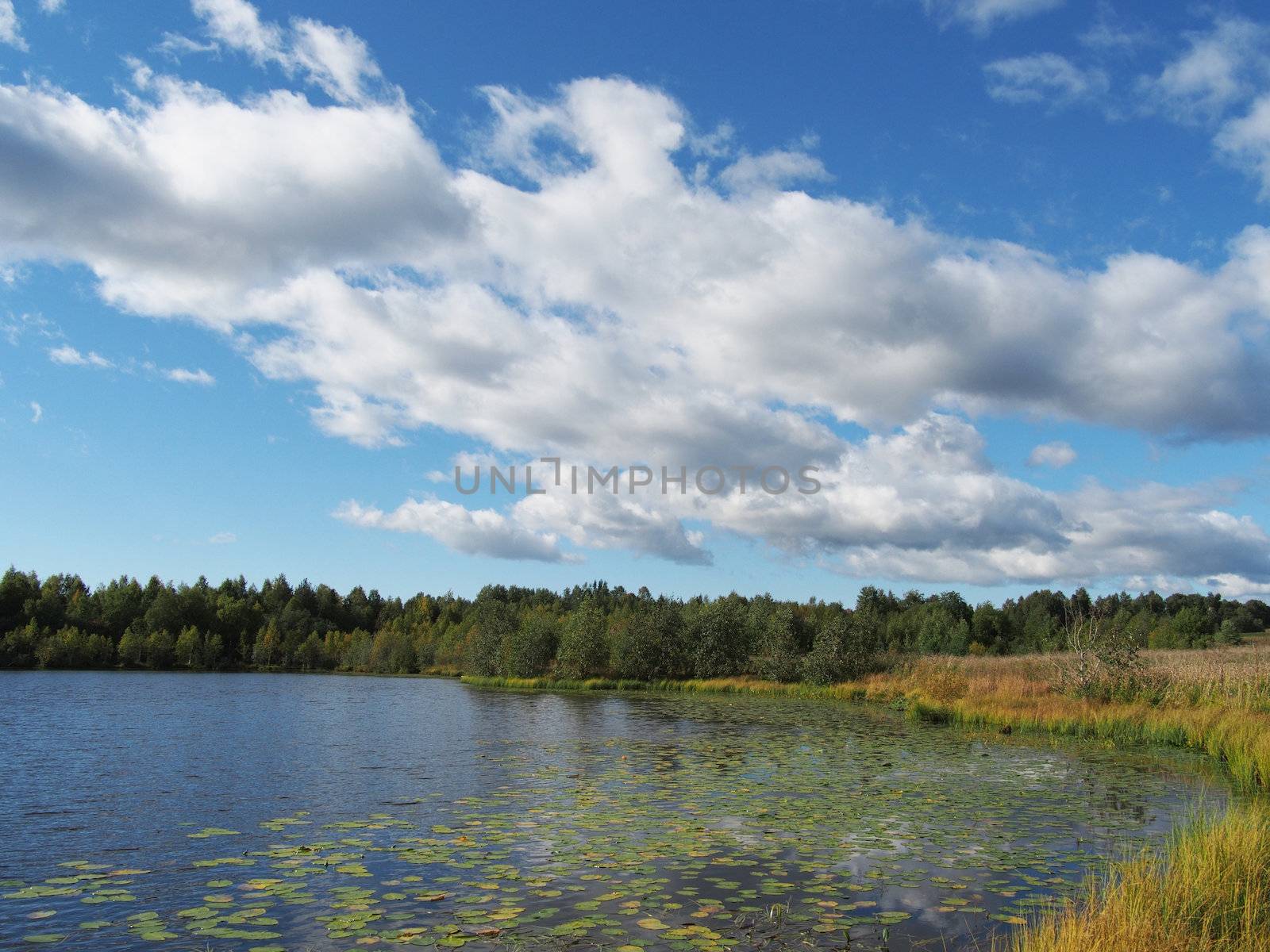 Lake in the summer