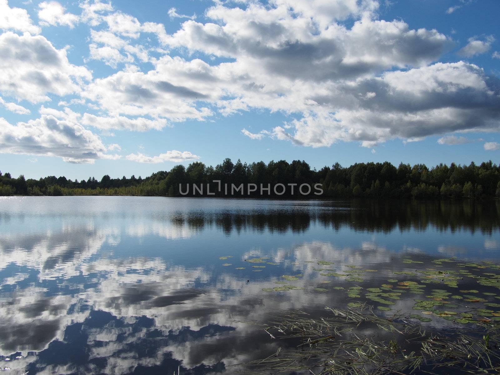 Lake in the summer