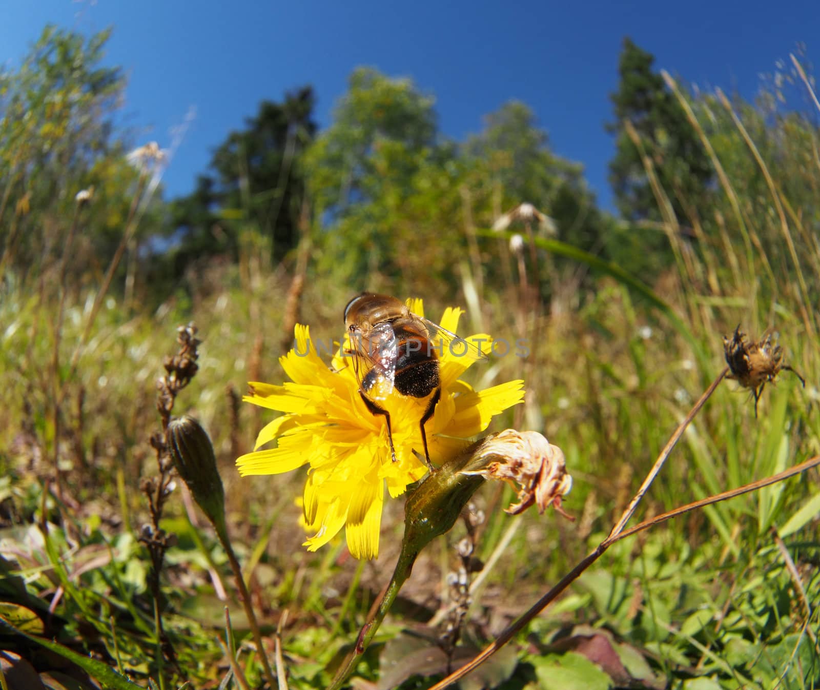 fly hoverfly on a flower