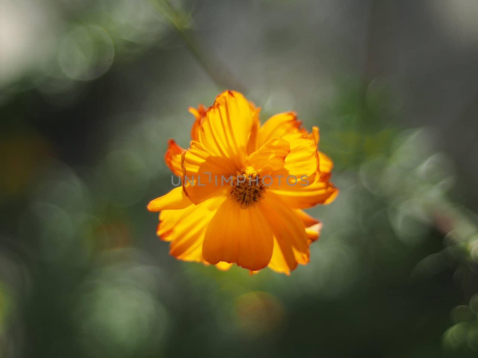 Flowers eshsholtsiya 