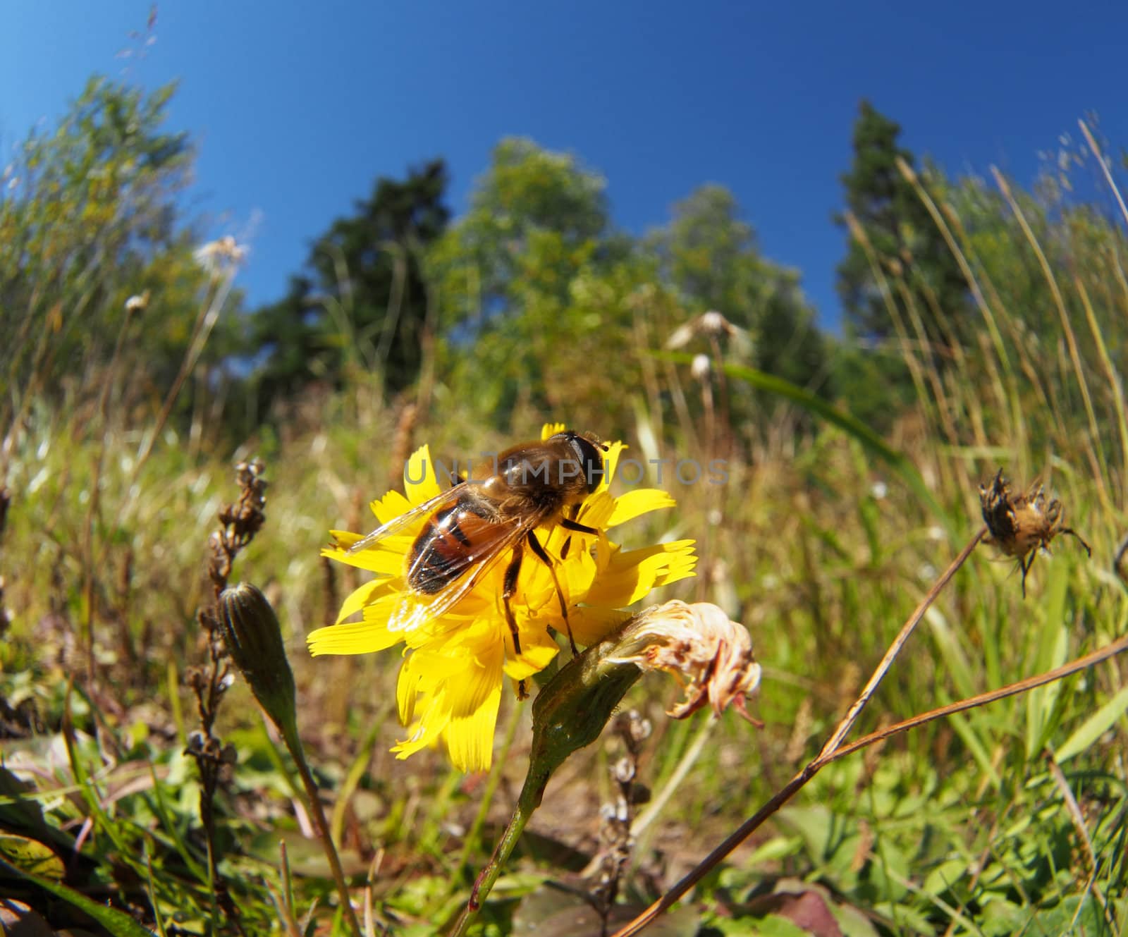 fly hoverfly on a flower