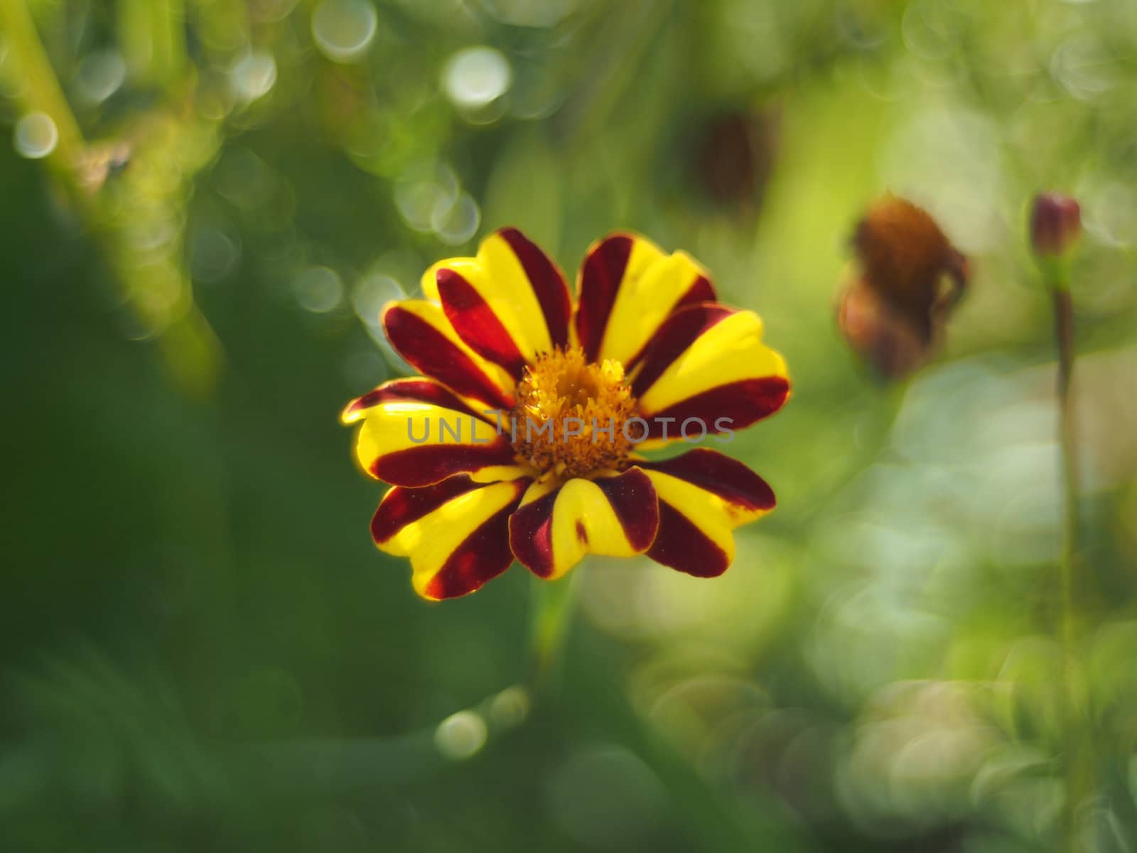 marigold
