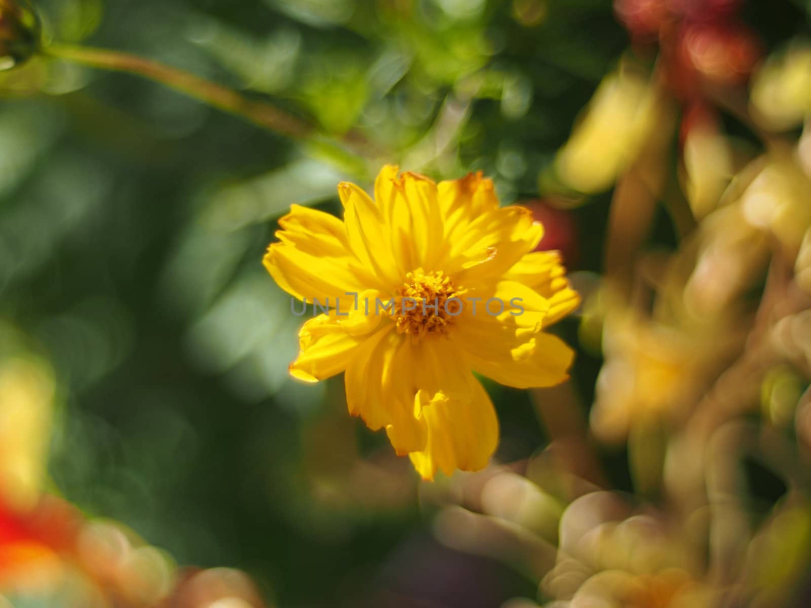 Flowers eshsholtsiya 