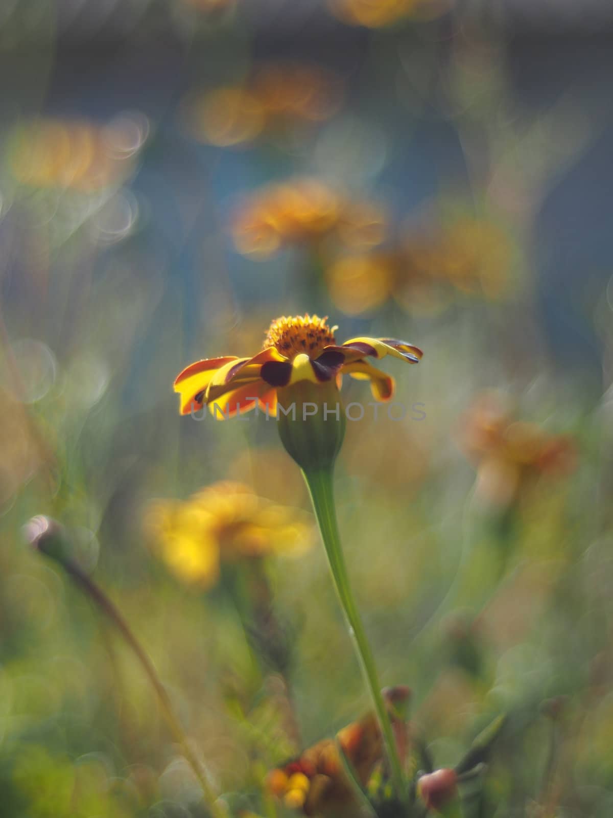 marigold