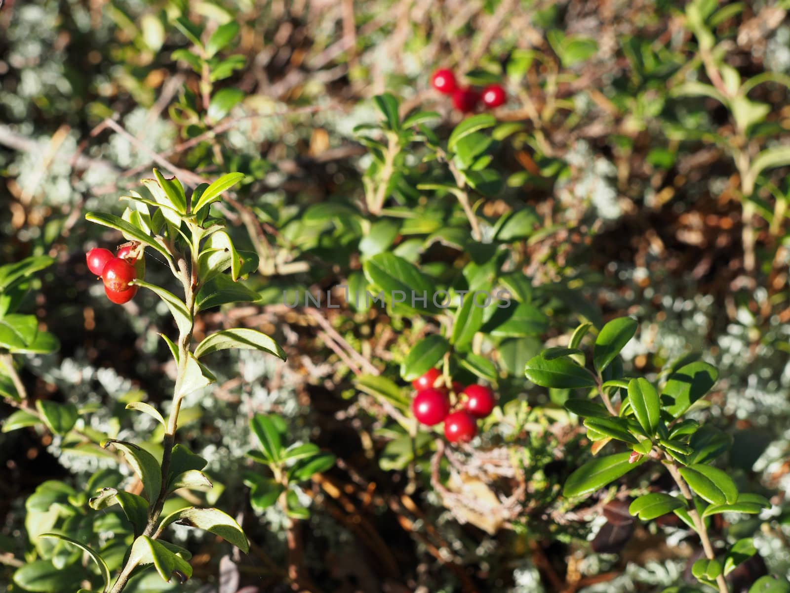 cranberries