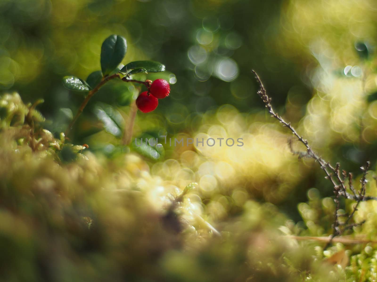 cranberries