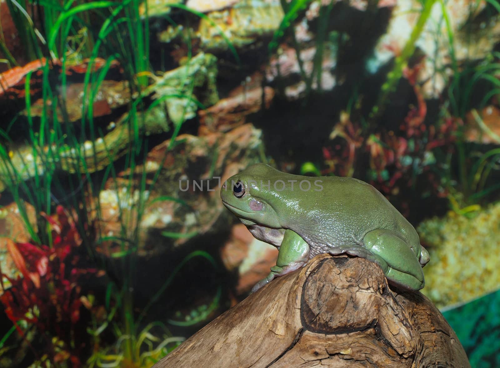 White's Dumpy Tree Frog on a branch