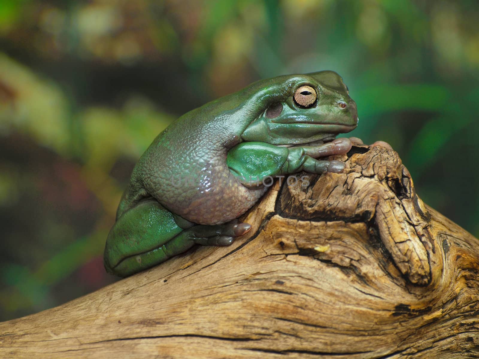 White's Dumpy Tree Frog on a branch
