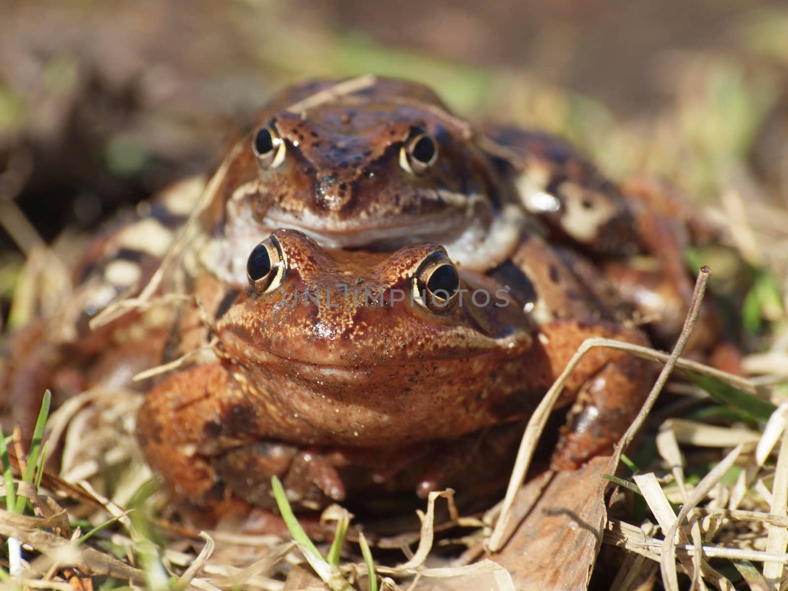 Two frogs on a grass in the spring     