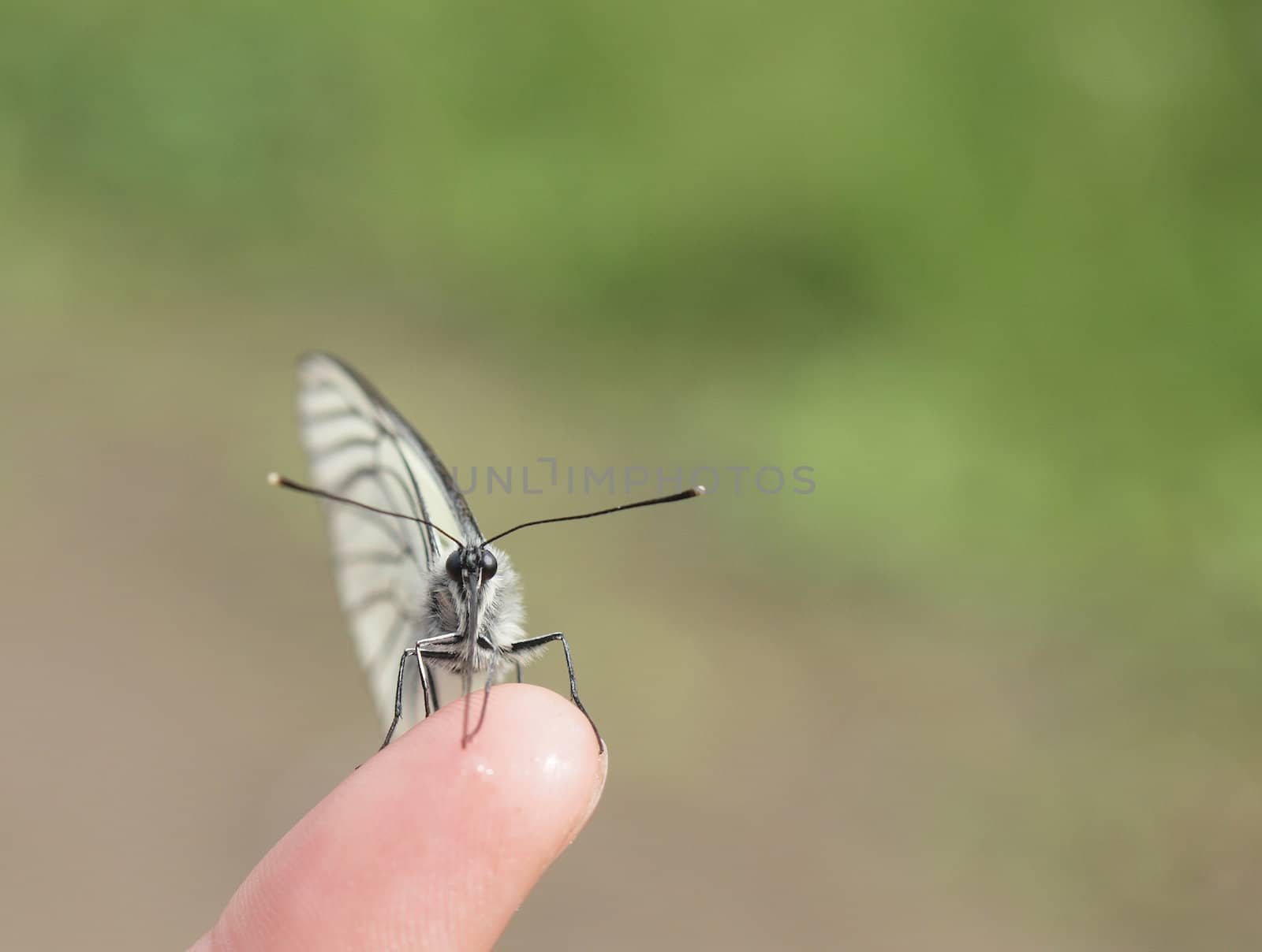 The white butterfly on a finger      