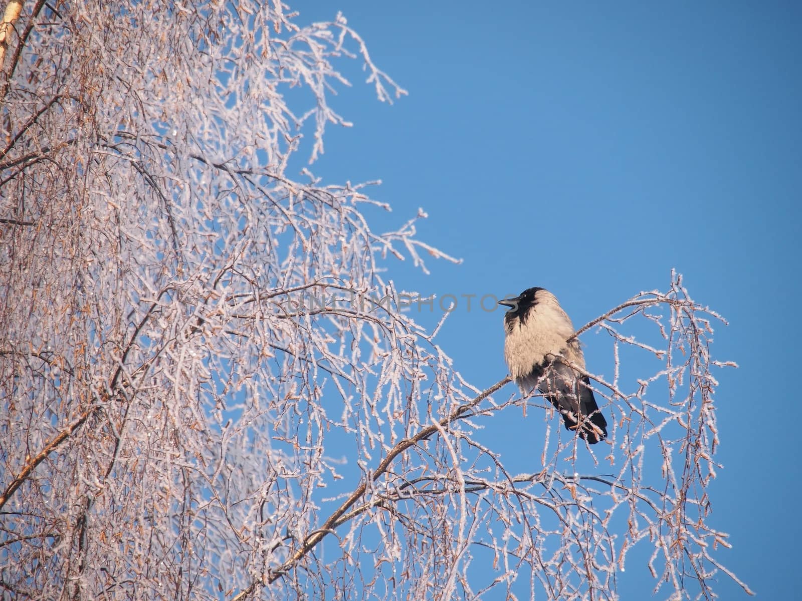 Raven on a branch in the winter. Sunset