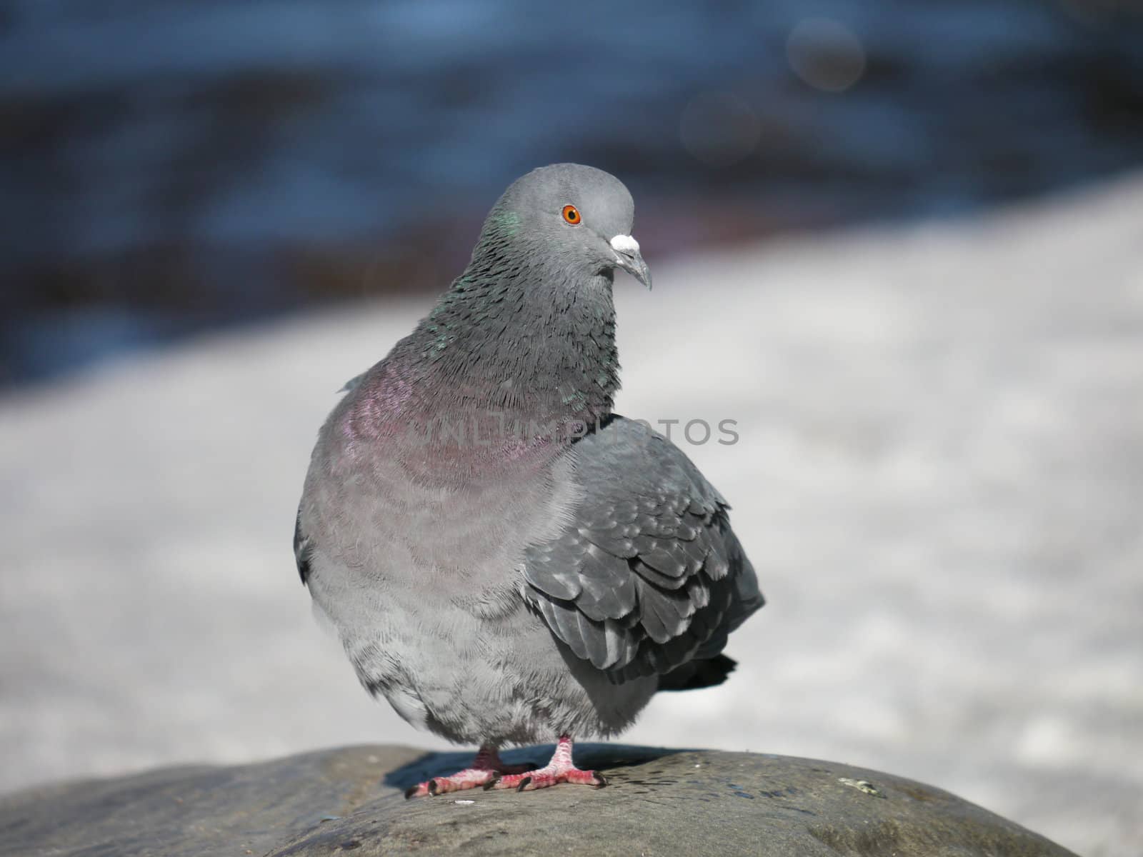 Portrait of a walking pigeon in winter day 
