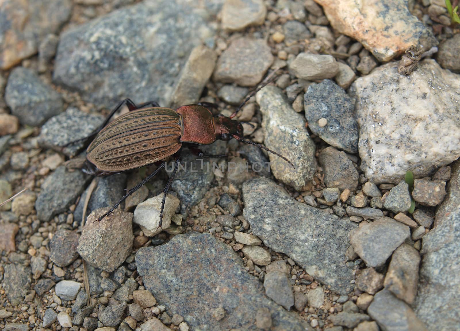 The bug on the ground        