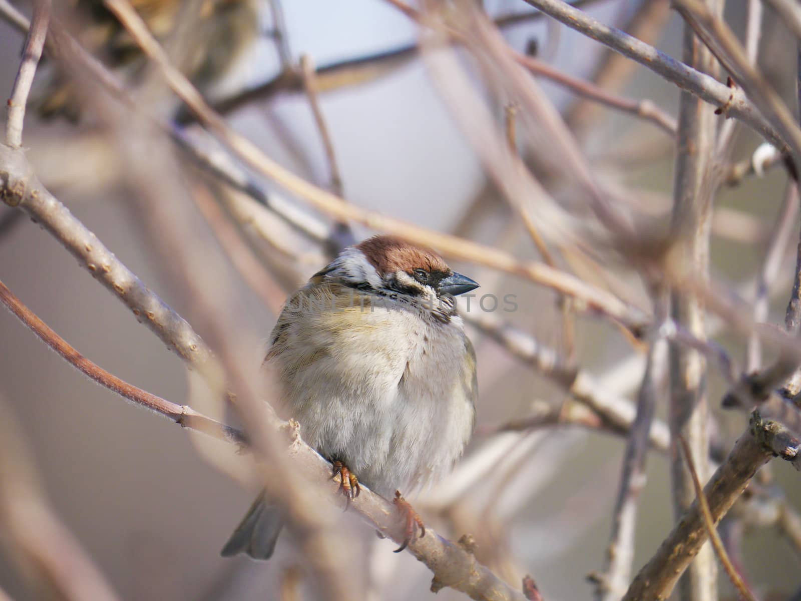 House Sparrow 
