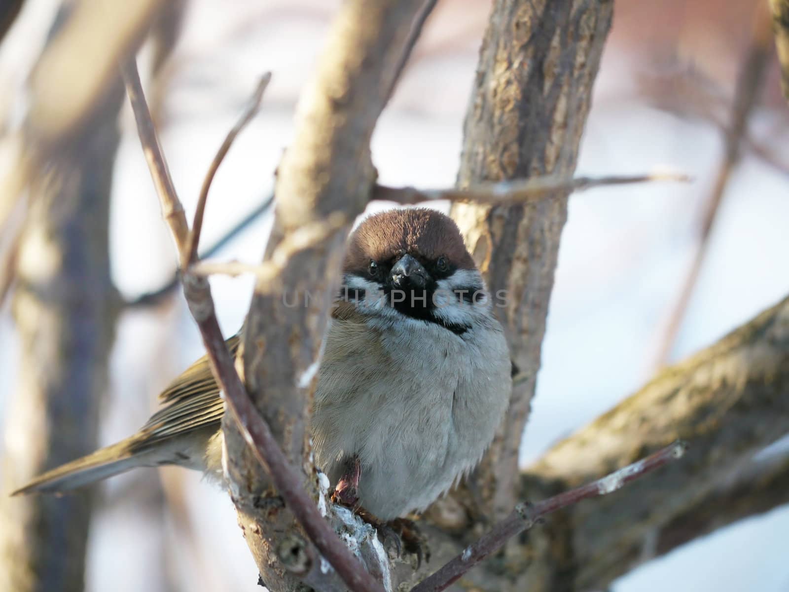 House Sparrow 