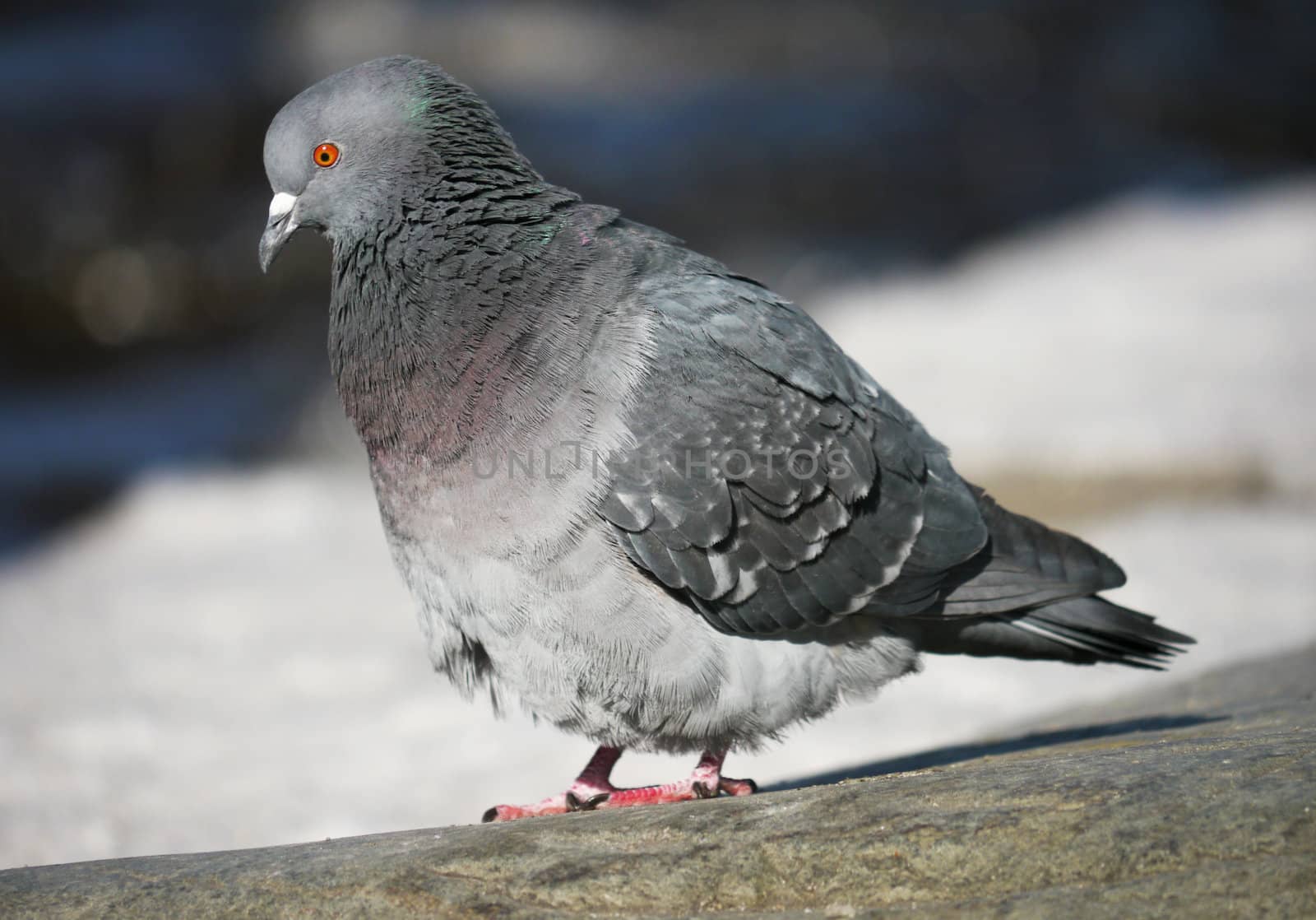 Portrait of a walking pigeon in winter day 