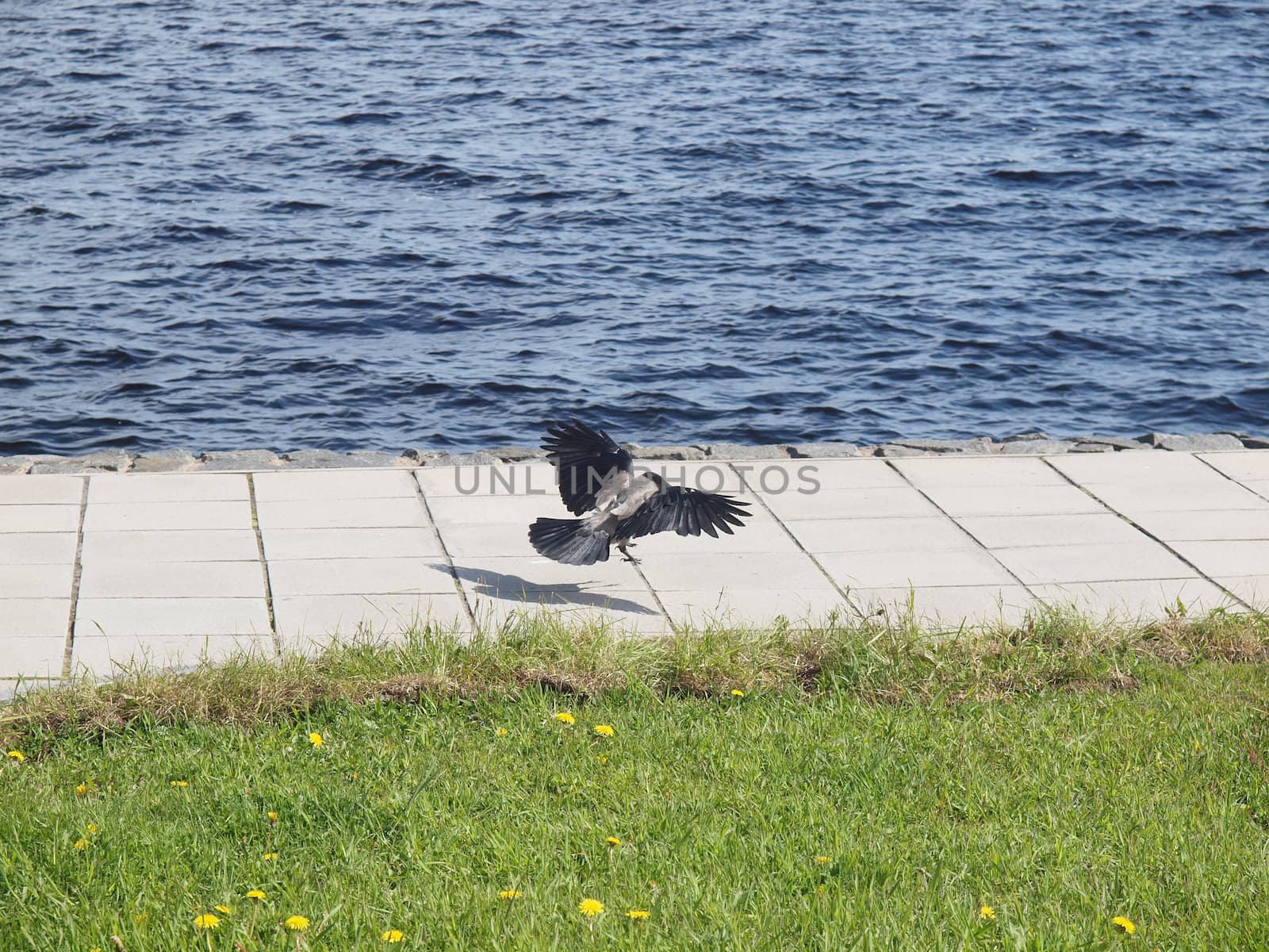 Raven in flight on quay. Petrozavodsk, Russia, Karelia      
