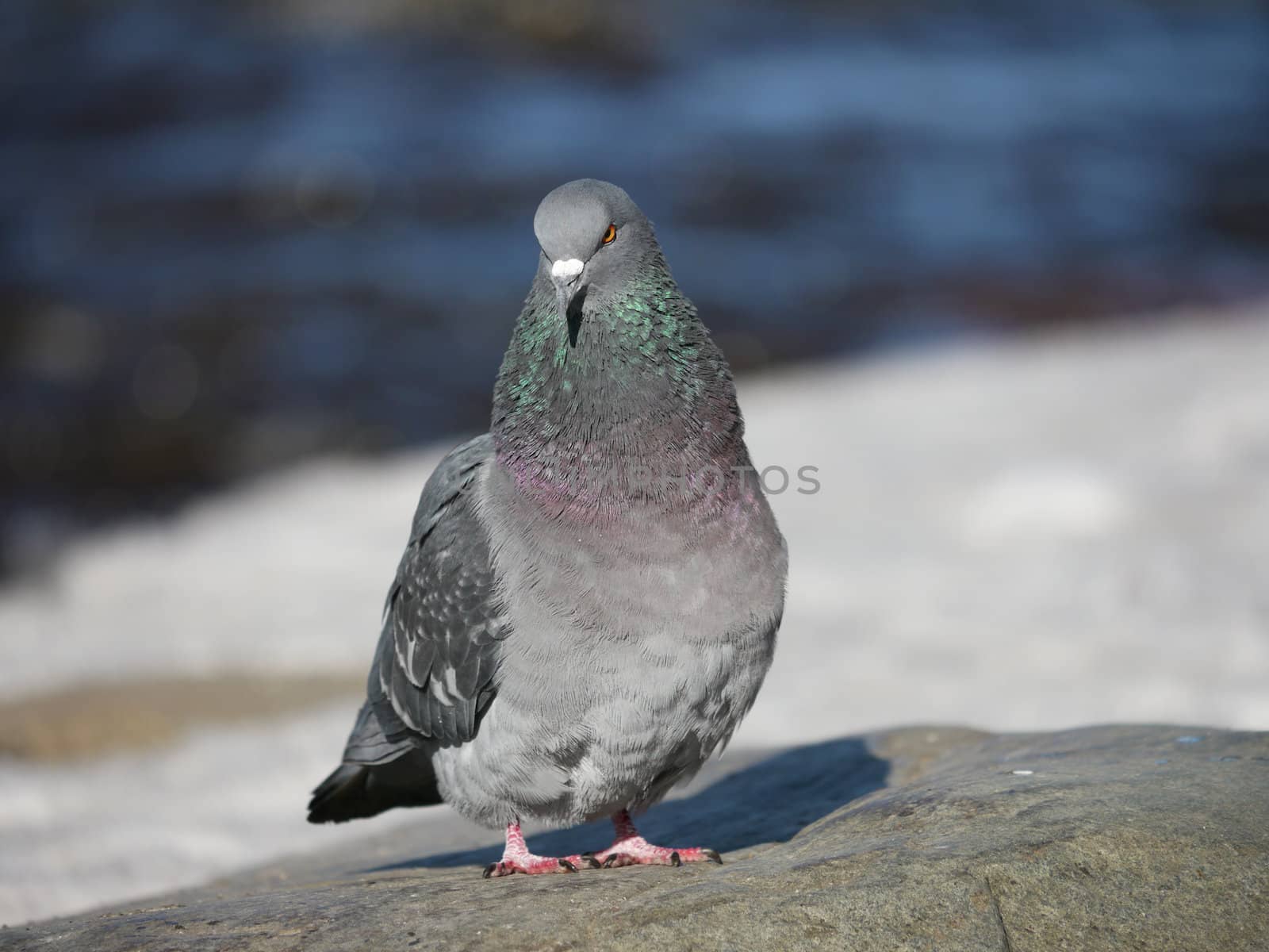 Portrait of a walking pigeon in winter day 