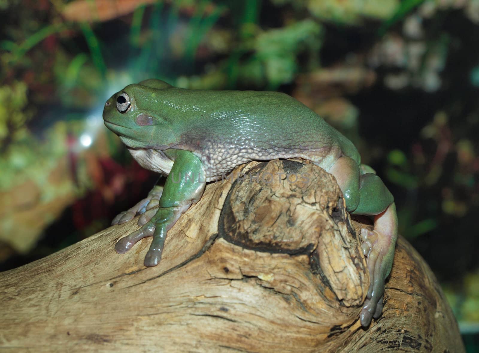 White's Dumpy Tree Frog on a branch 