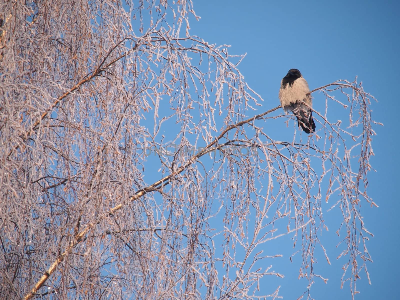 Raven on a branch in the winter. Sunset