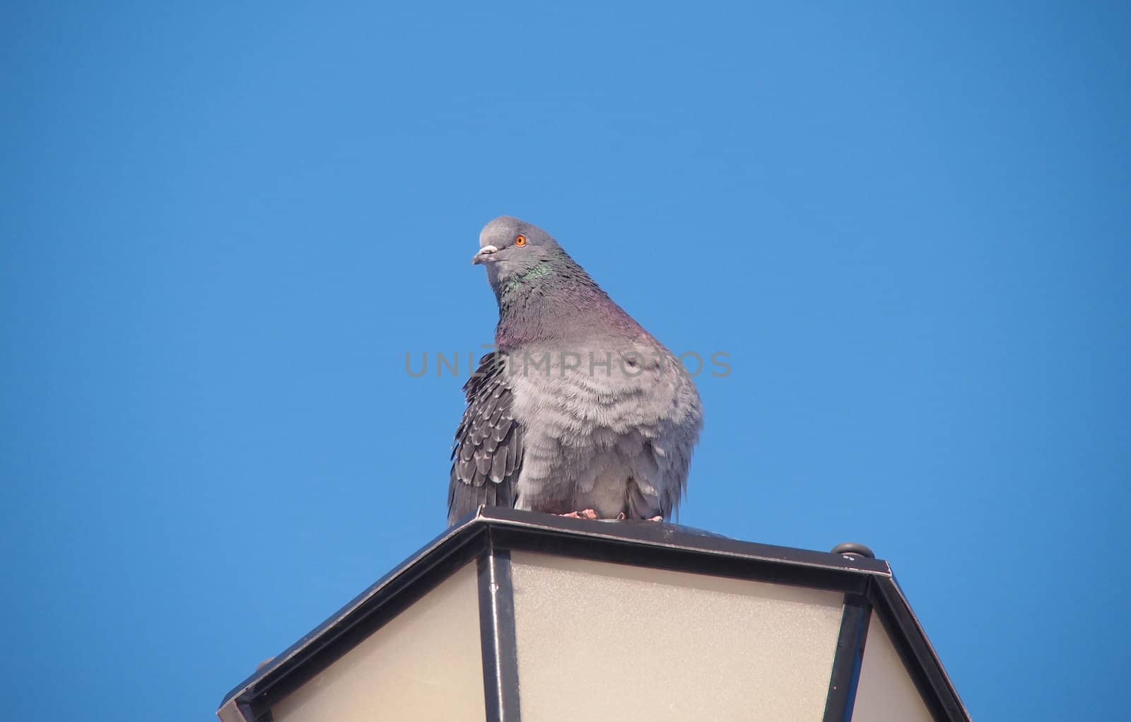rock pigeon sitting on street lamp 