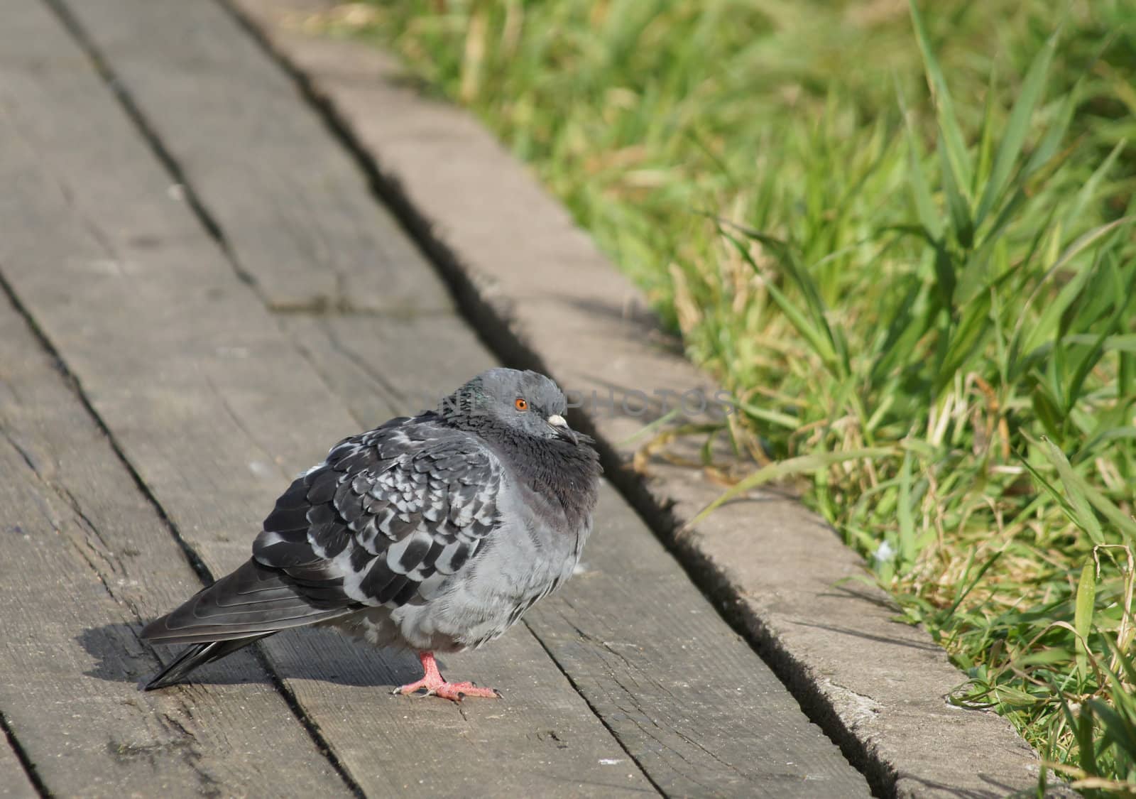 Pigeon