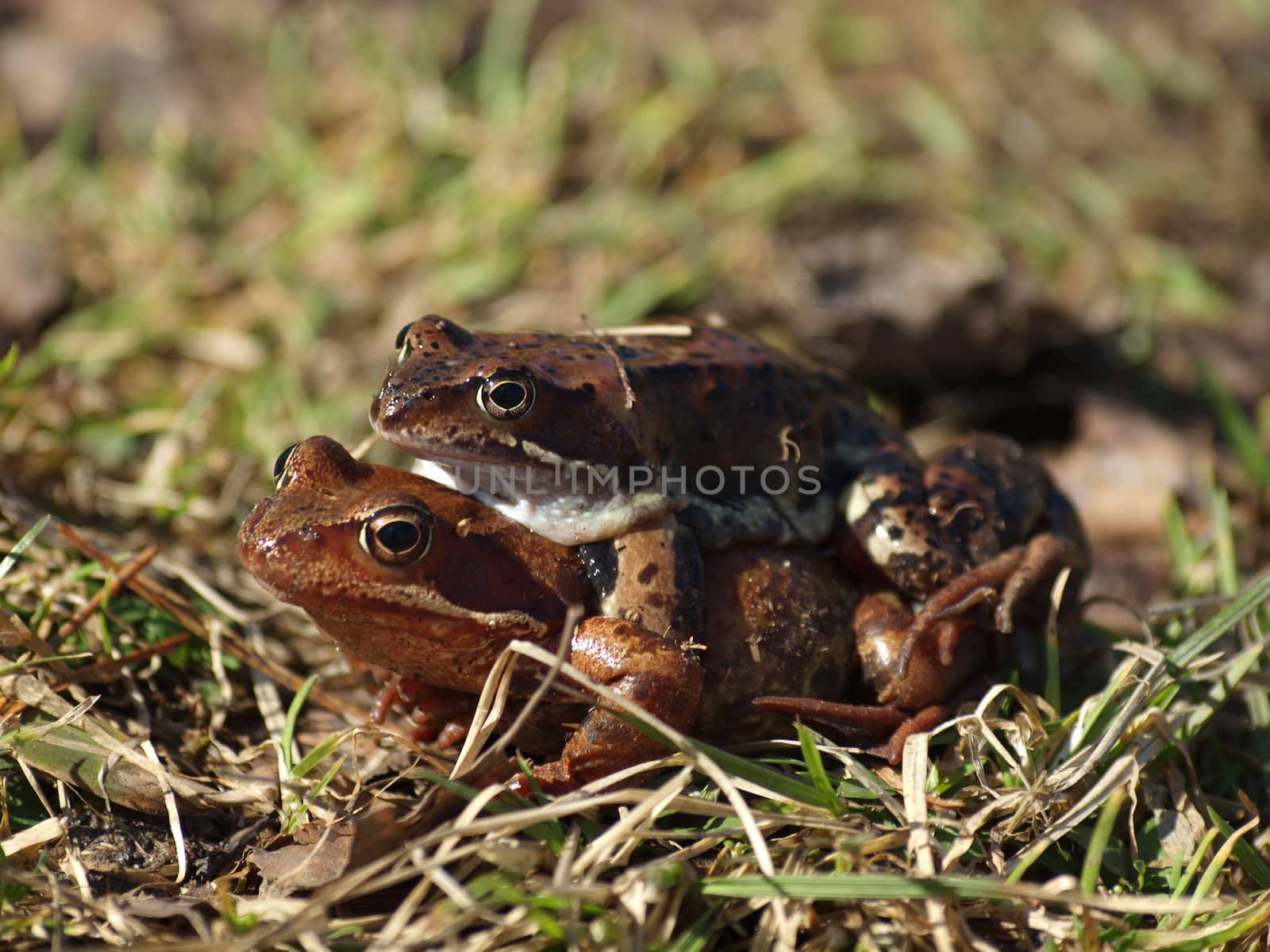 Two frogs on a grass in the spring
