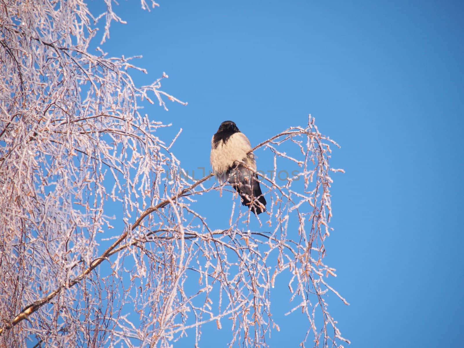 Raven on a branch in the winter. Sunset 