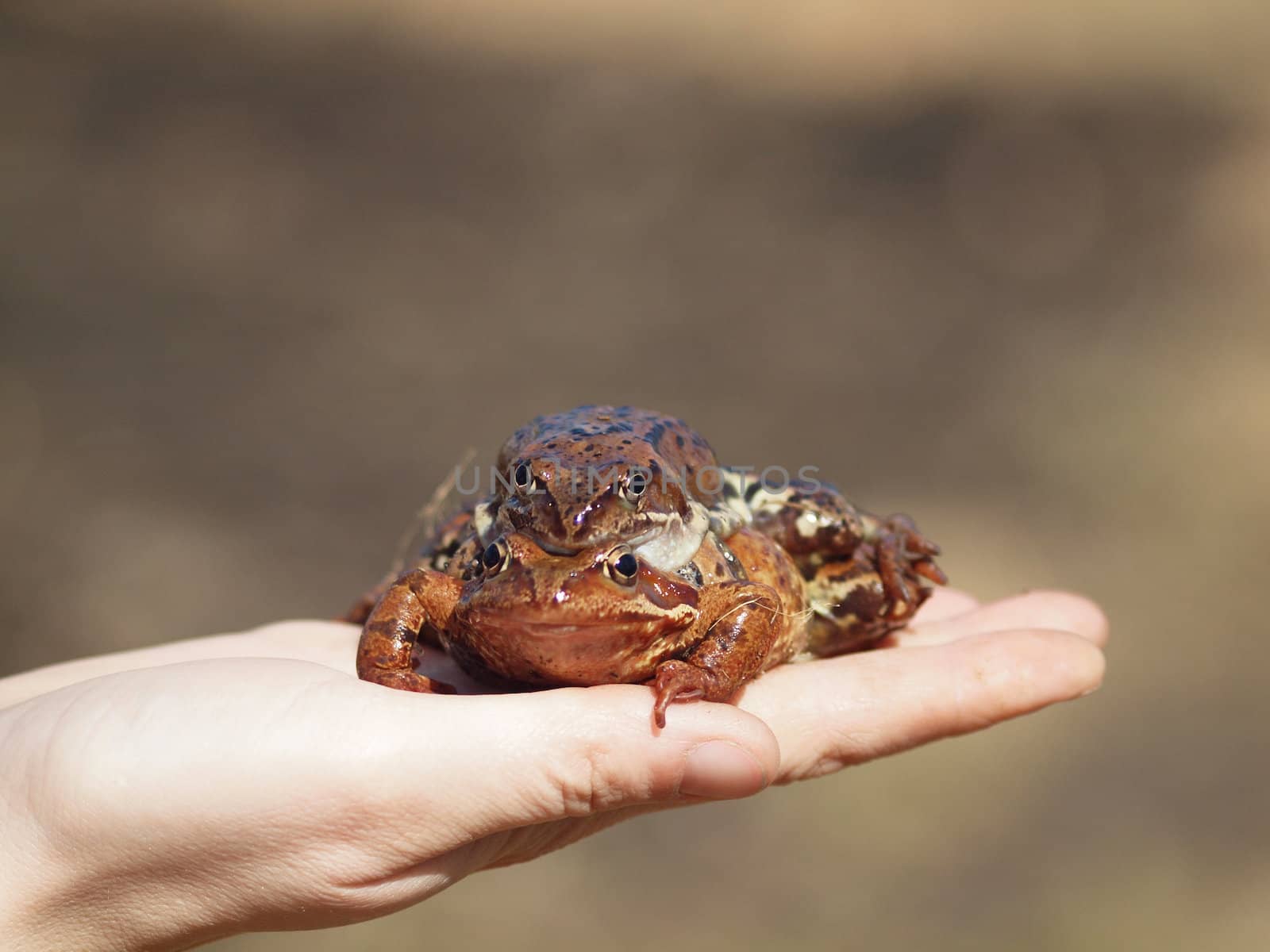 Two frogs on a female hand