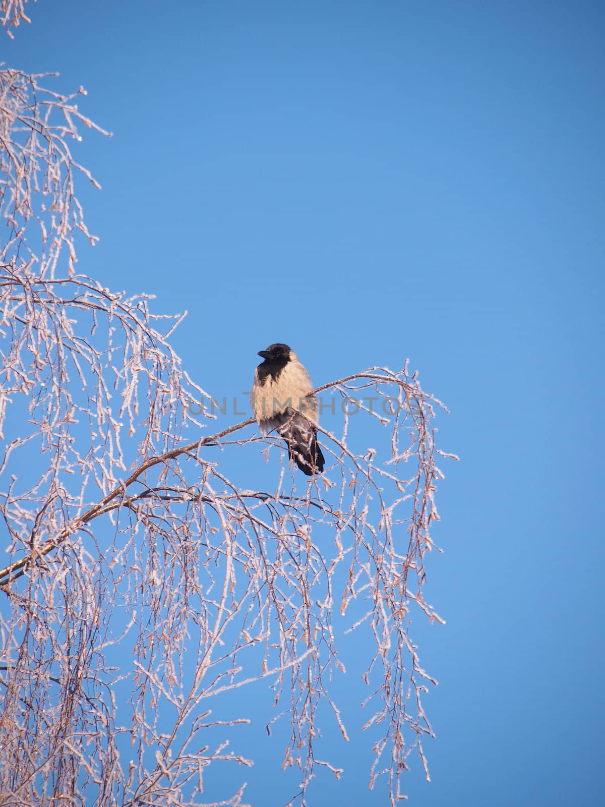 Raven on a branch in the winter. Sunset 