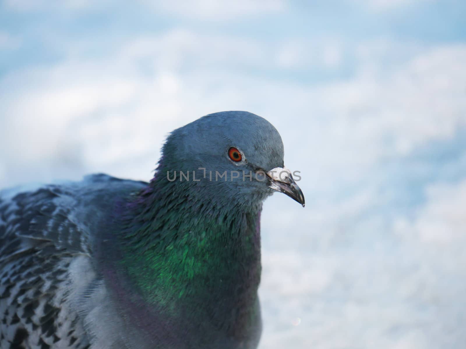 Pigeon on a snow 