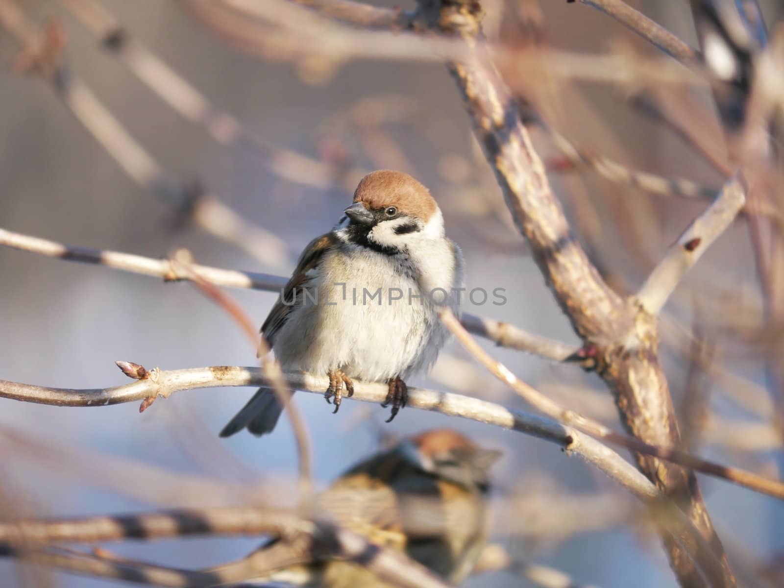 House Sparrow 