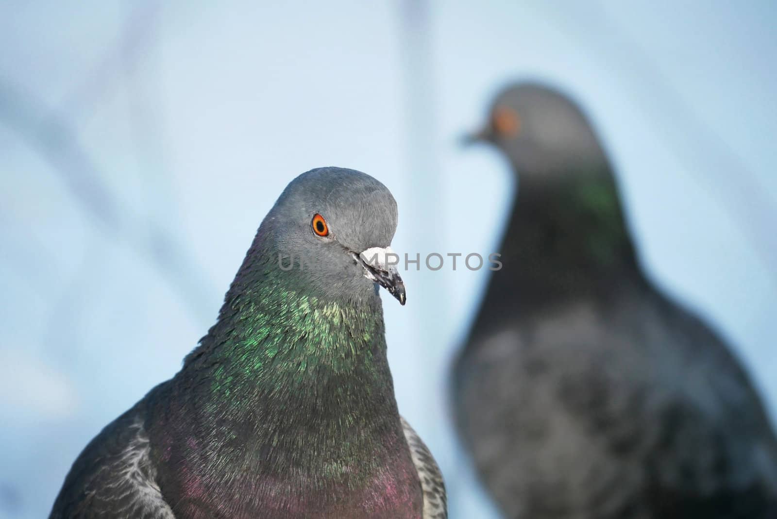portrait of a dove